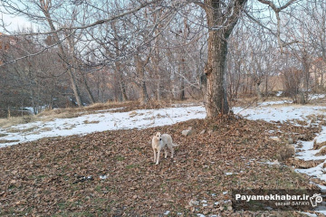 طبیعت برفی روستای زرجه بستان قزوین