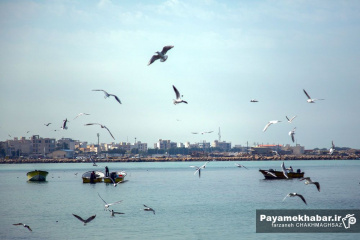 سواحل زیبای خلیج فارس در بوشهر