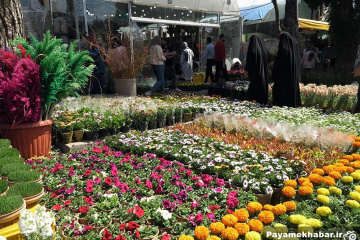 بازار داغ گل و گیاه قصرالدشت شیراز