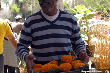 بازار داغ گل و گیاه قصرالدشت شیراز