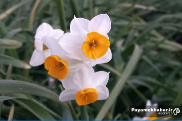 نرگس زارهای شهرستان خفر- گل نرگس