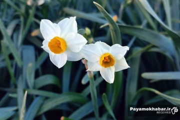 نرگس زارهای شهرستان خفر- گل نرگس