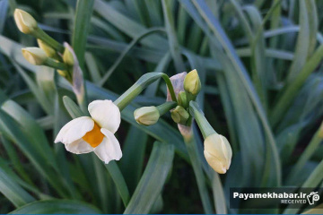 نرگس زارهای شهرستان خفر- گل نرگس