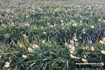 نرگس زارهای شهرستان خفر- گل نرگس