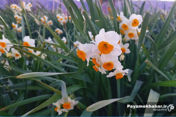 نرگس زارهای شهرستان خفر- گل نرگس