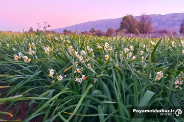 نرگس زارهای شهرستان خفر- گل نرگس