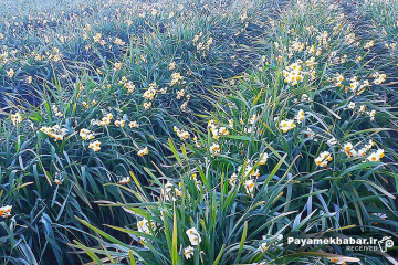 نرگس زارهای شهرستان خفر- گل نرگس