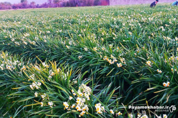 نرگس زارهای شهرستان خفر- گل نرگس
