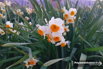 نرگس زارهای شهرستان خفر- گل نرگس