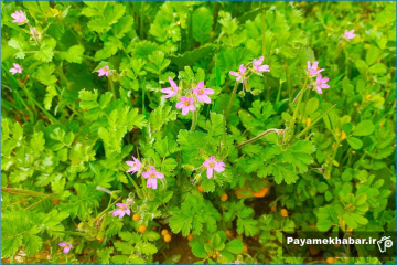 گل ها و شکوفه های بهاری