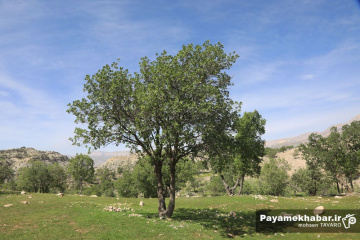 سیزده بدر - روز طبعیت - درخت