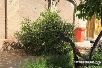 حمله آمریکایی - صهیونی به موزه آموزش و پرورش فارس - درخت فرسوده که بر اثر موج انفجار شکسته شده اما شکوفه داده است