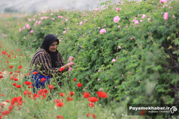 میمند فارس سرزمین گل محمدی و گلاب ایران