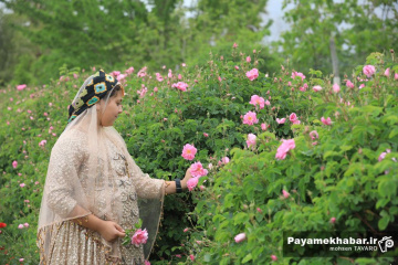 میمند فارس سرزمین گل محمدی و گلاب ایران