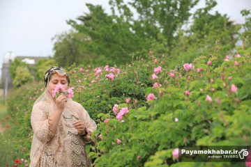 میمند فارس سرزمین گل محمدی و گلاب ایران