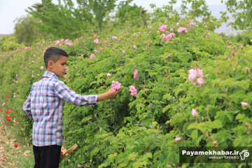 میمند فارس سرزمین گل محمدی و گلاب ایران