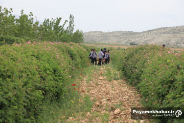 میمند فارس سرزمین گل محمدی و گلاب ایران