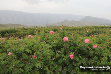 میمند فارس سرزمین گل محمدی و گلاب ایران