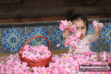 میمند فارس سرزمین گل محمدی و گلاب ایران
