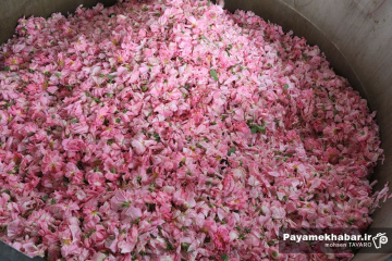 میمند فارس سرزمین گل محمدی و گلاب ایران