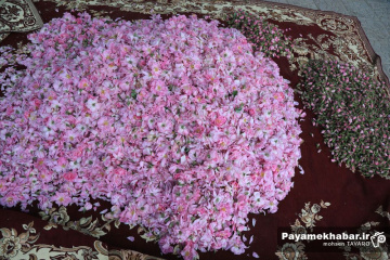 میمند فارس سرزمین گل محمدی و گلاب ایران