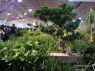 ۱۱۵ شرکت فعال در حوزه گل، گیاه و گلخانه در نمایشگاه شیراز حضور دارند 