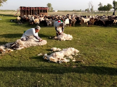 فارس با پلاک‌کوبی یک میلیون و ۱۷۰ هزار رأس دام صدرنشین کشور شد