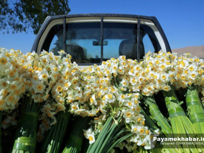 گزارش تصویری| برداشت گل نرگس در خفر فارس