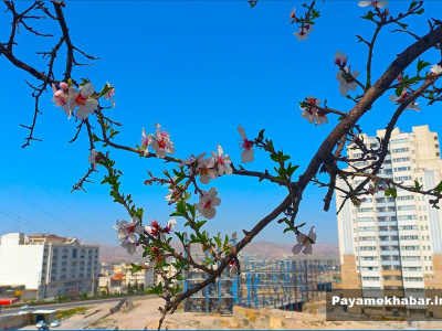 گزارش تصویری| شکوفه های بهاری