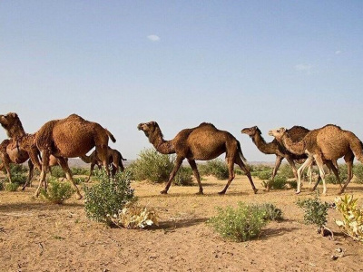 تولید سالانه ۱۸۱ تن گوشت شتر در فارس