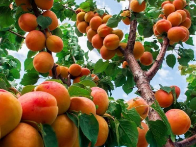 تولید ۲۵ هزار تن زردآلو در فارس