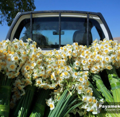 گزارش تصویری| برداشت گل نرگس در خفر فارس