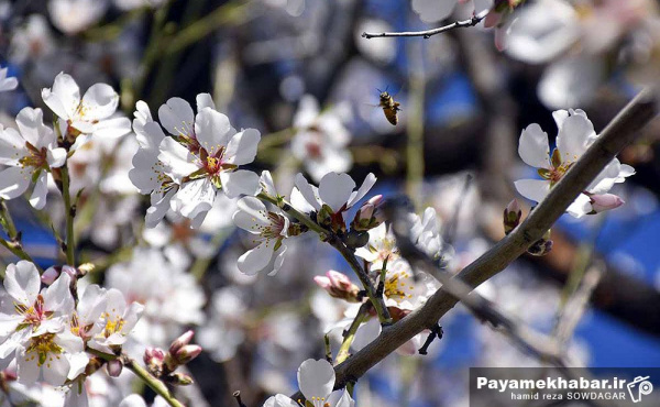 گزارش تصویری| حال و هوای فرارسیدن بهار و شکوفه های بهاری