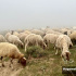 صدور مجوز خروج دام زنده از شهرستان فسا به ۱۱ استان کشور